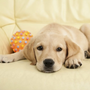 Photo of Best Carpet Cleaning Experts