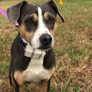 Photo of Tennessee Dog Guard