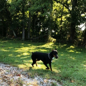 Photo of Tennessee Dog Guard