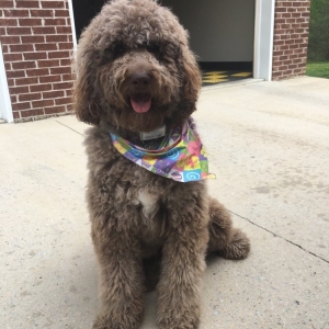 Photo of Tennessee Dog Guard