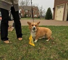Photo of Tennessee Dog Guard