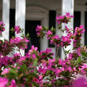Photo of Palm Grove at Old South Plantation