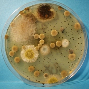 Carrollton Moldlab, Ltd