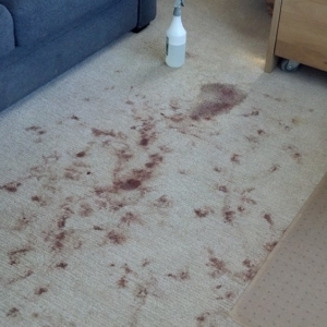Photo of Quality Carpet Care & Upholstery Cleaning