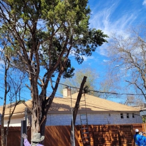 Austin L&I Tree Service and More