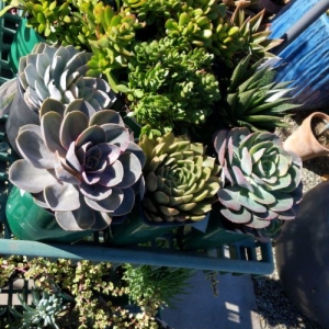 Photo of Bay Area Sustainable Landscaping
