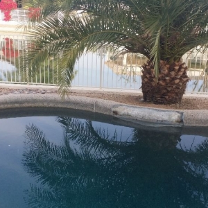 Photo of Shimmering Waters Pool Services
