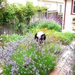 Photo of All Things Green Landscape Services