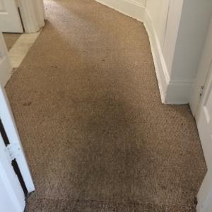 Photo of Need a Miracle Carpet Cleaning