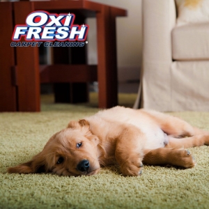 Photo of Oxi Fresh Carpet Cleaning