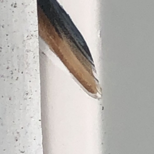 Photo of Patriot Door