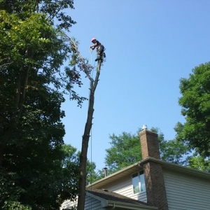 Photo of Golden Oak Tree Service