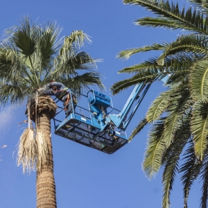 Photo of Tree Pros