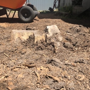 Photo of Christianson Tree Experts