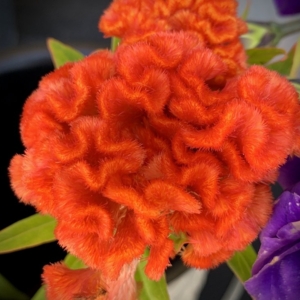 Photo of The Floral Craft