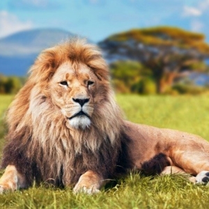 Photo of Lion Consultings