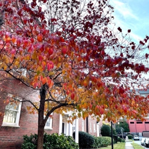 Photo of Redmont Gardens Apartments