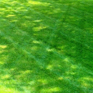 Photo of SK Lawn Care