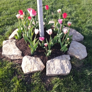 Photo of SK Lawn Care