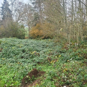 Bothell NW Land Management