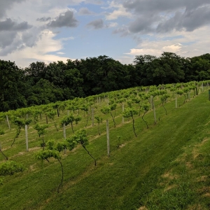 Photo of Summerset Winery
