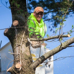 Photo of Cross Cut Tree Services and Landscaping