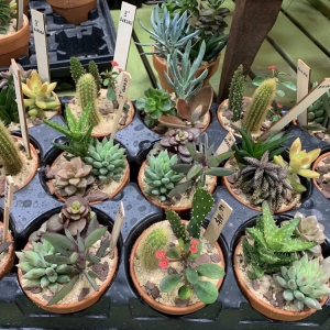 Photo of Urban Jungle