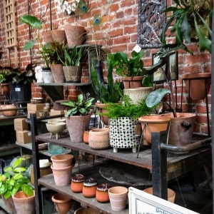 Photo of Urban Jungle