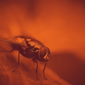 Photo of Lawn & Pest Solutions