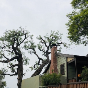 Photo of Solano Tree Service