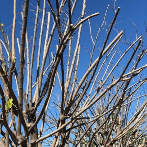 Photo of Solano Tree Service