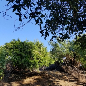 Photo of Solano Tree Service
