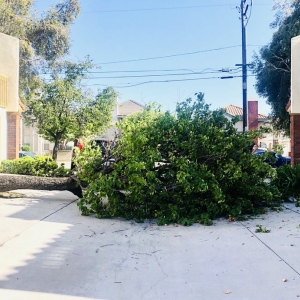 Photo of Solano Tree Service