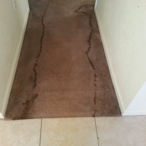 Photo of Randall Carpet Care
