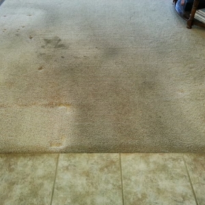 Photo of Randall Carpet Care