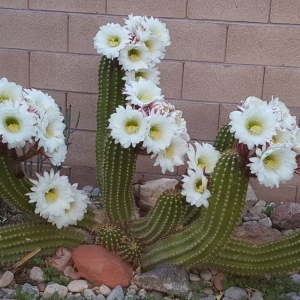 Photo of Schilling Horticulture Group
