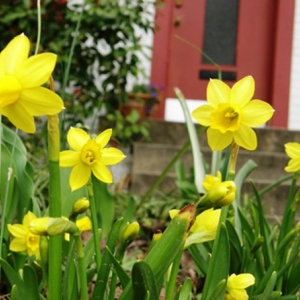 Photo of Yard Helpers of Columbus