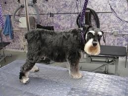 Photo of Lucky Time Dog & Car Wash