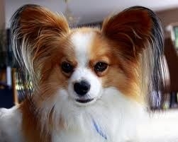 Photo of Lucky Time Dog & Car Wash