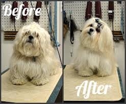 Photo of Lucky Time Dog & Car Wash