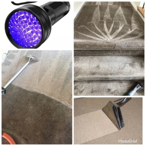 Photo of Platinum Carpet Cleaning