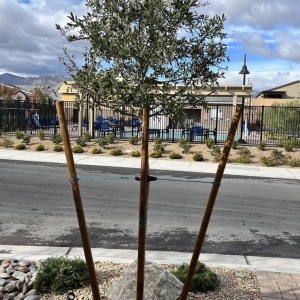 Photo of Great Landscaping And Maintenance