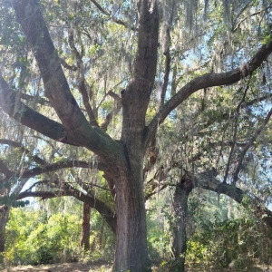 Photo of Blackwater Land Management