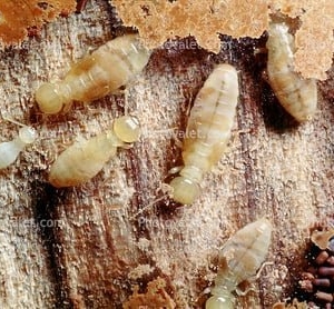 Photo of Interstate Pest Management