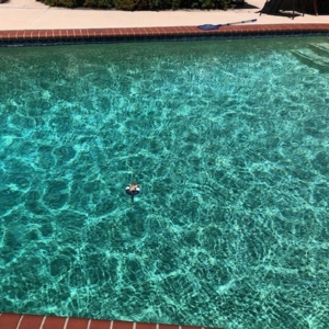 Photo of Commander Pools