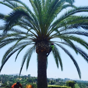 Photo of F & S Tree Service & Landscaping