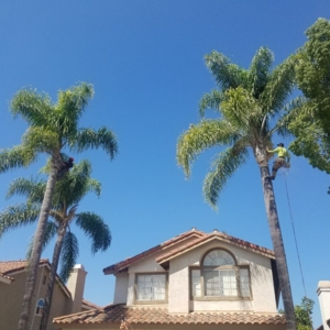 Photo of F & S Tree Service & Landscaping