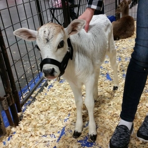 Photo of Austin Petting Zoos and Aquariums
