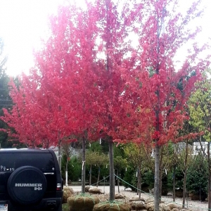 Photo of Auburn Oaks Nursery