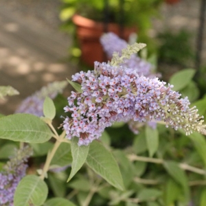 Photo of Auburn Oaks Nursery
